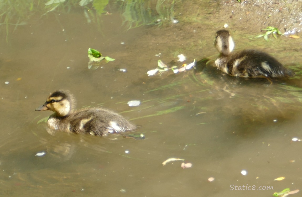 Two Mallard ducklings paddling on the water