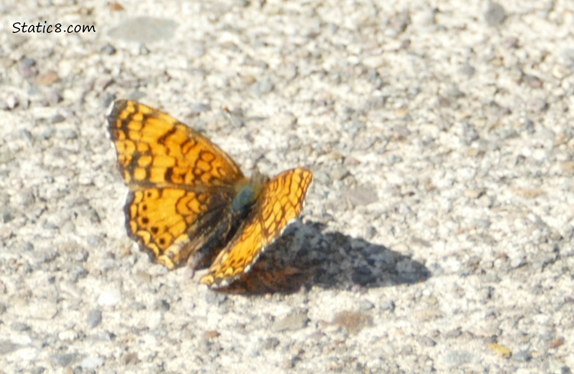 Orange and black butterfly sitting on the pavement