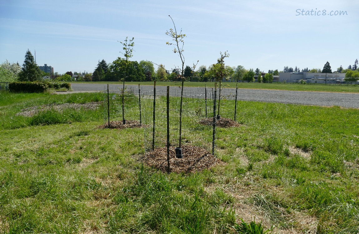 Three saplings with wire fencing around them