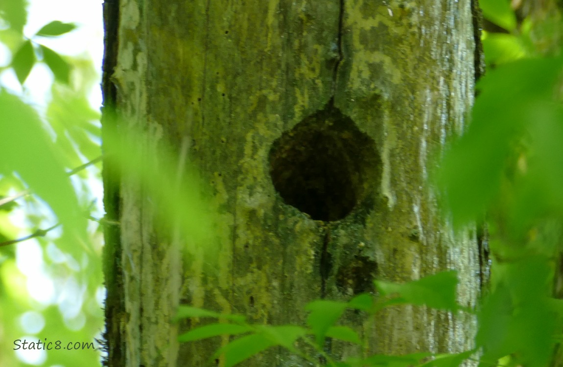 Old Woodpecker hole in a dead tree trunk