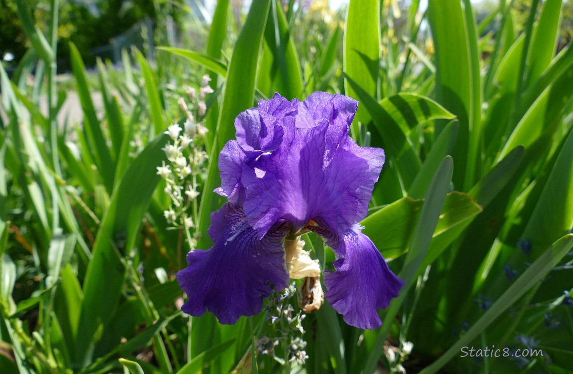 Purple Iris bloom