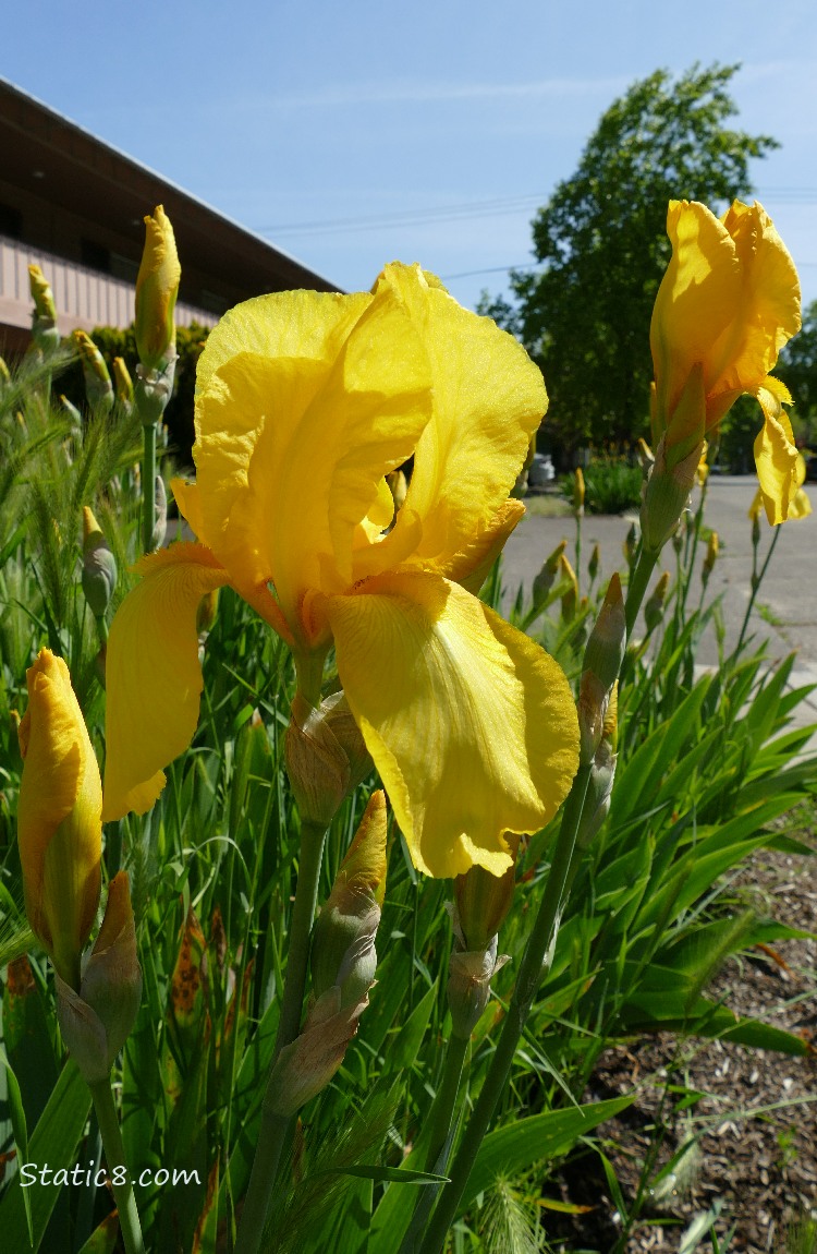 Yellow Irises with the blue sky