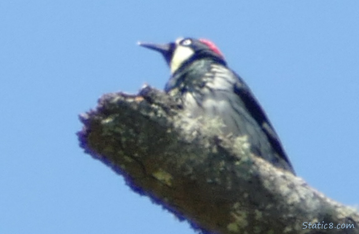 Acorn Woodpecker standing on a snag