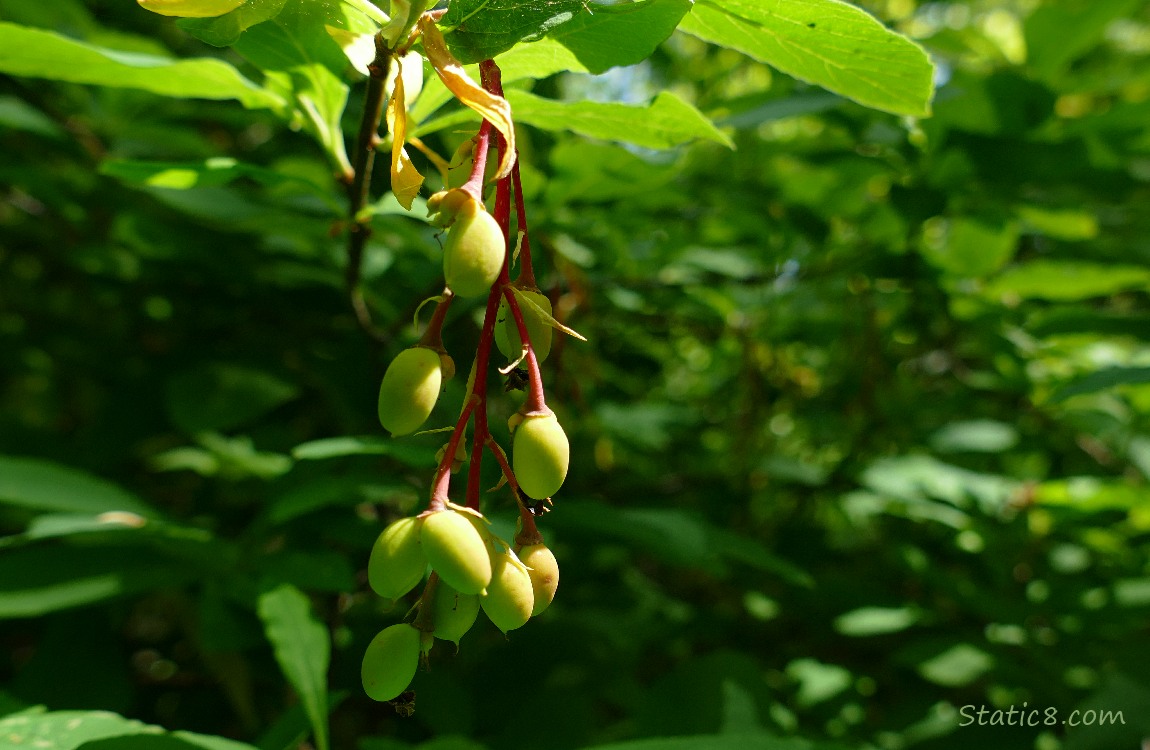 Osoberries ripening in the tree