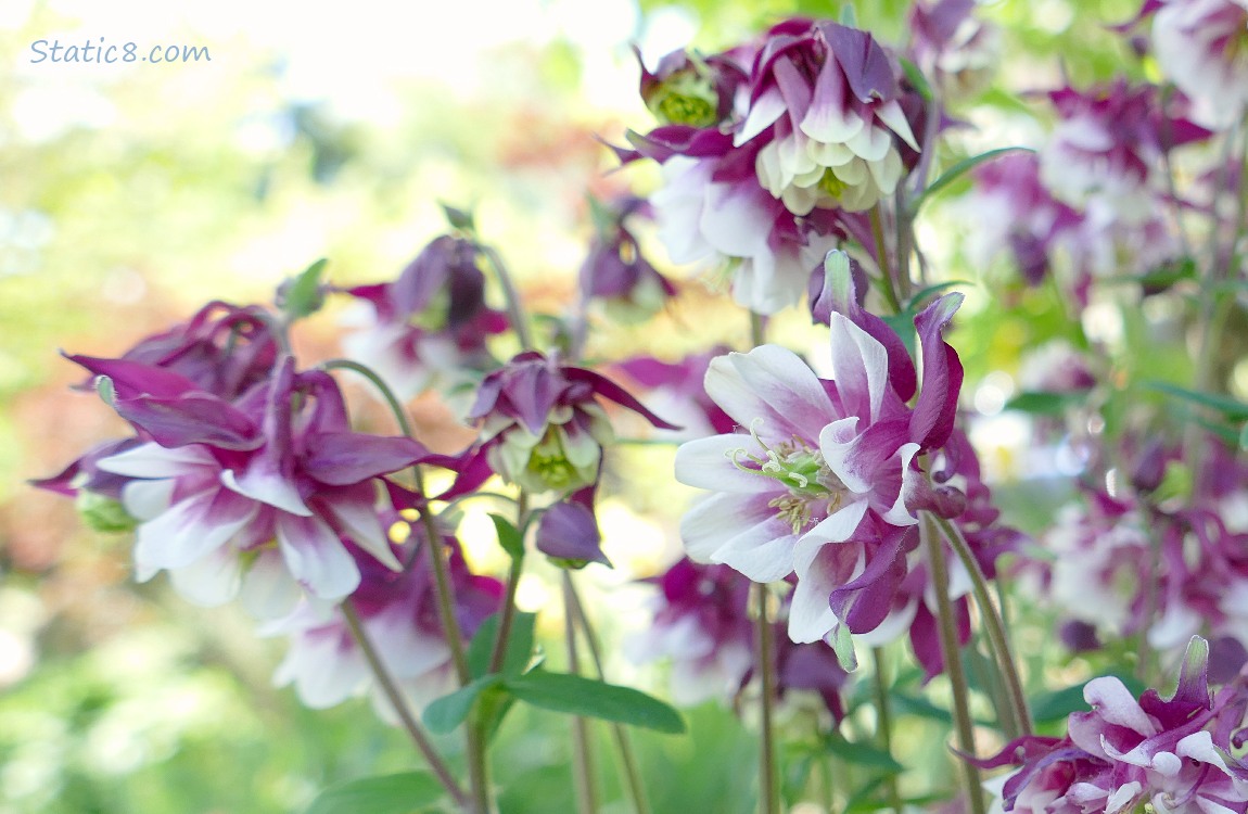 Purple and white, double petal Columbine blooms