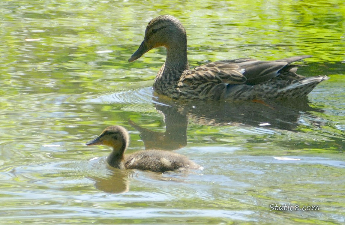 Mama Mallard and duckling paddling on the water