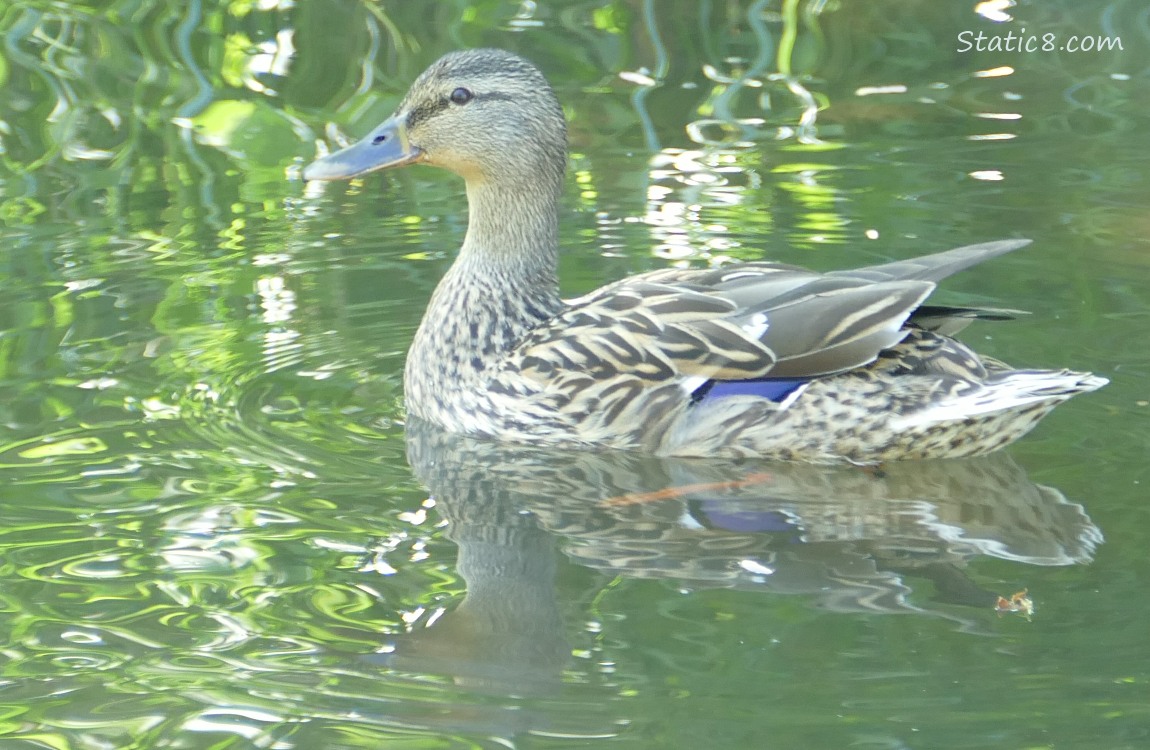 Female Mallard on the water