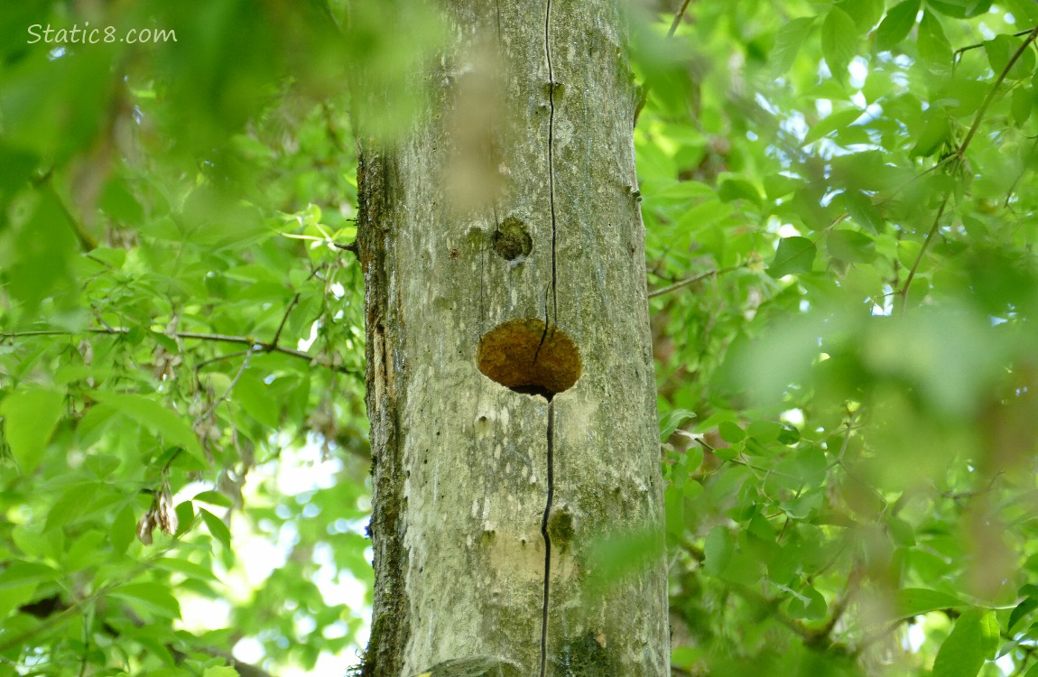 Woodpecker hole in a dead tree trunk