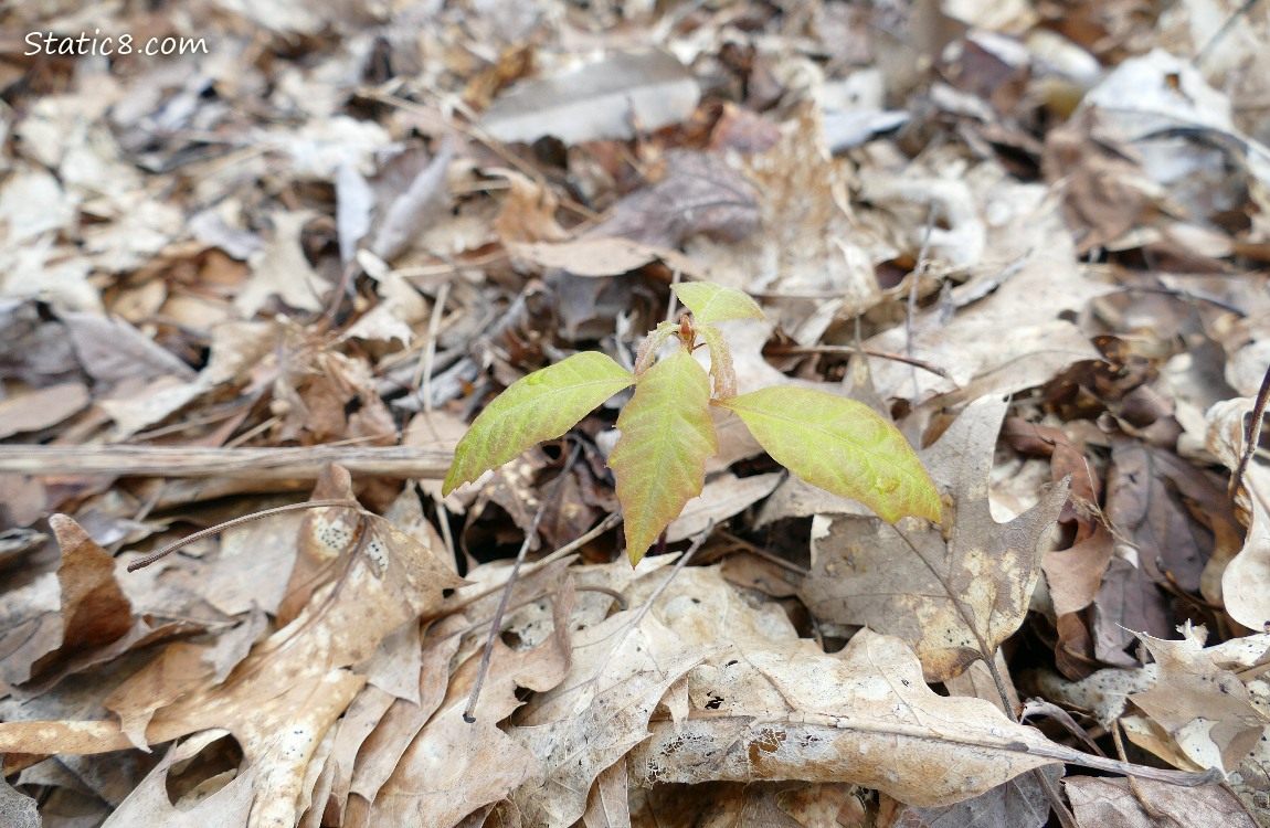 Tiny tree in the garden plot