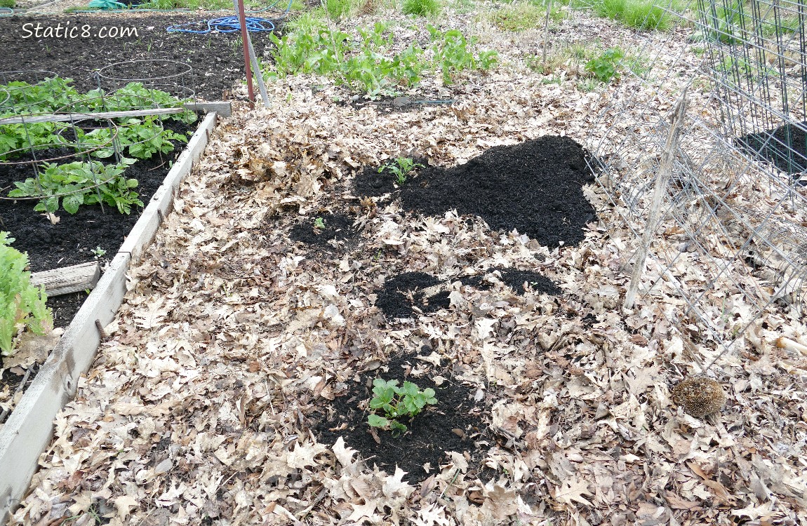 garden plot