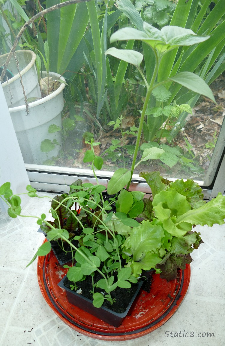 Veggie starts