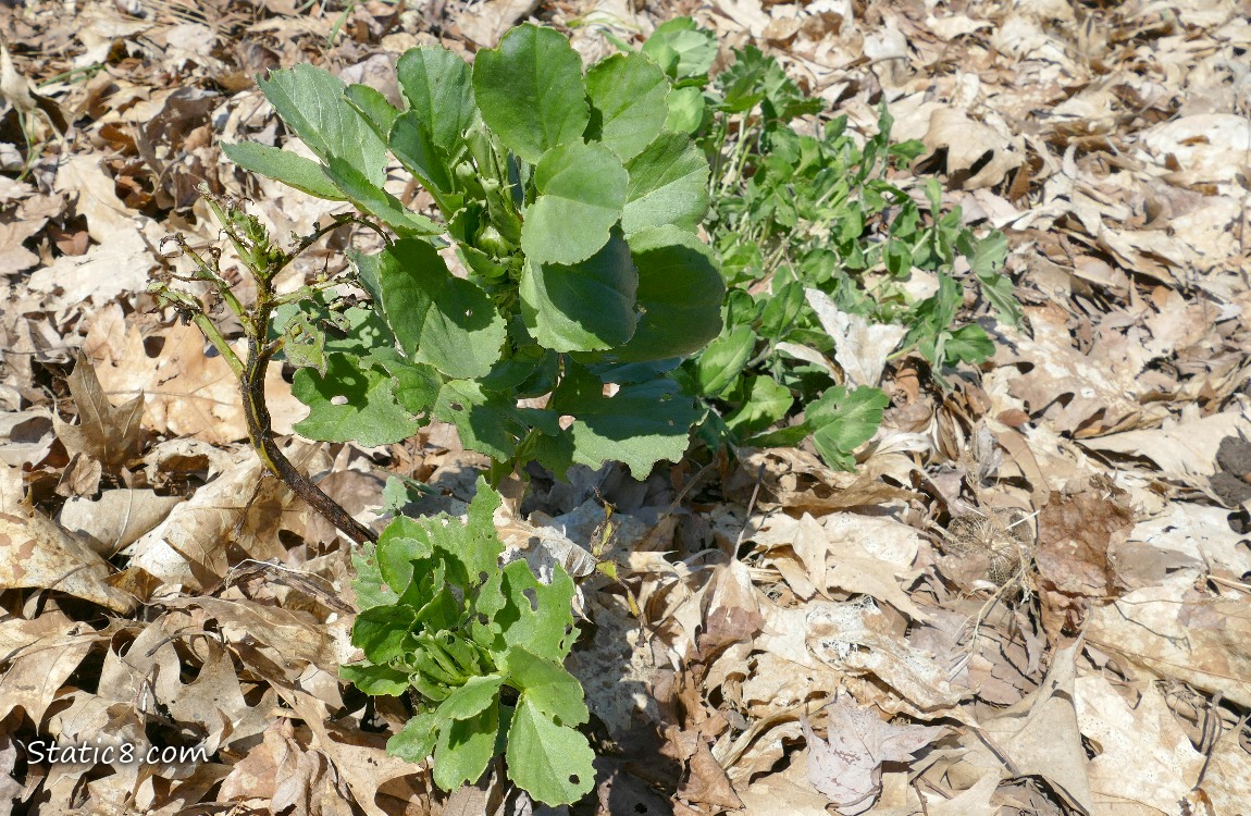 Fava growing in the leaf mulch