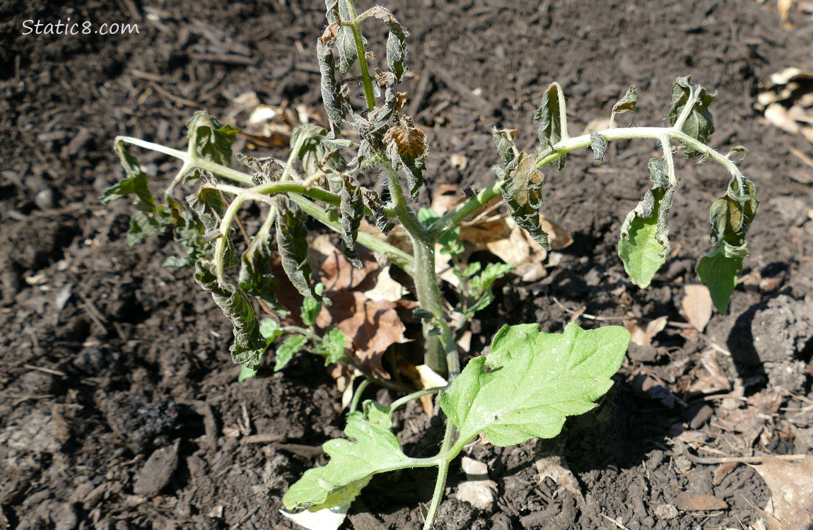 Tomato plant with dead leaves