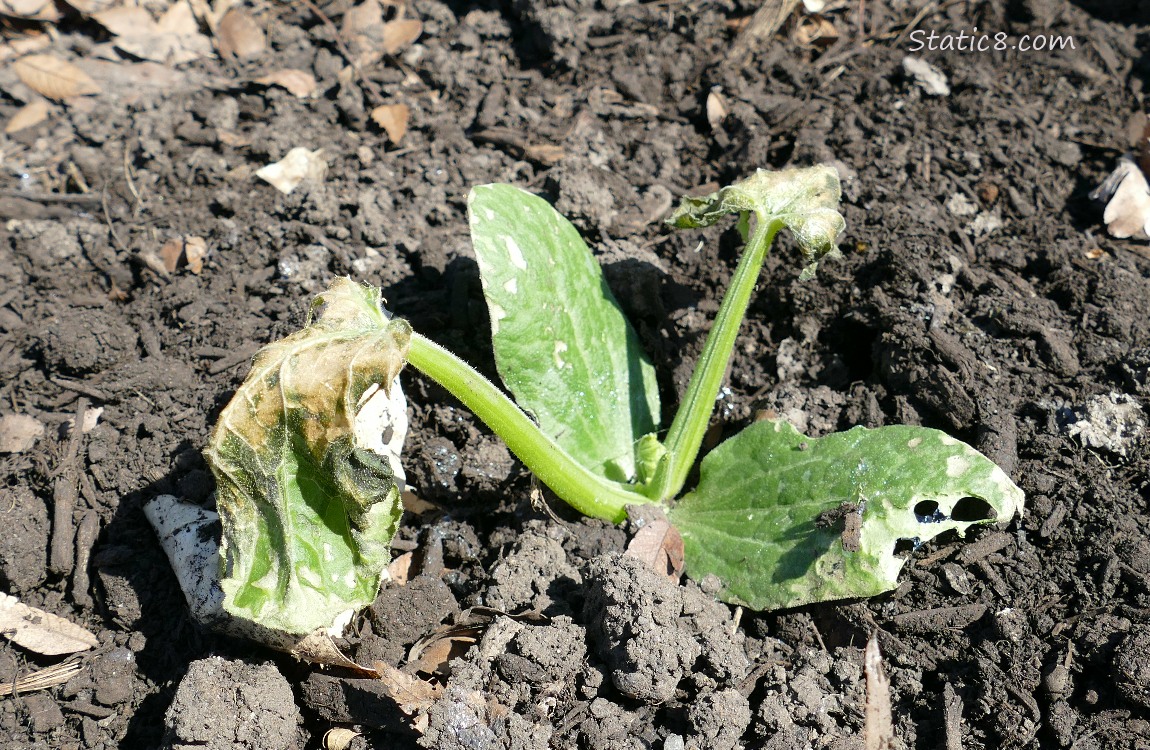 Dying zucchini plant