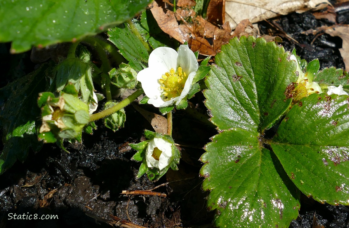 Strawberry blooms and leaves