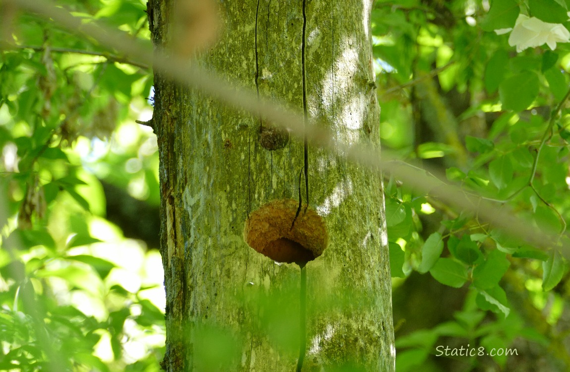 Woodpecker hole in a dead tree trunk