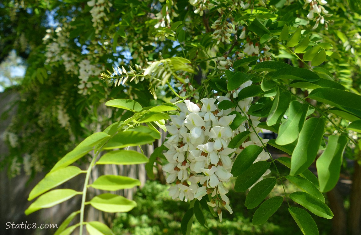 Black Locust tree with blooms