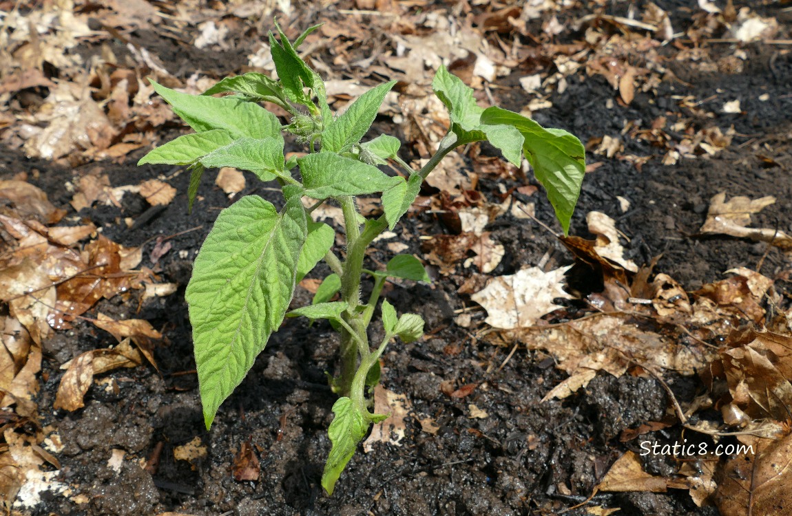 Small Tomato plant in the ground