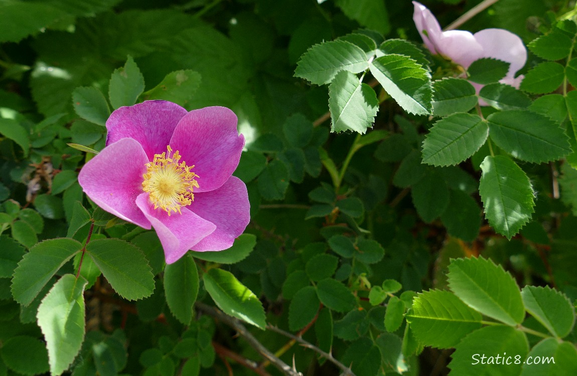 Pink Nootka Rose surrounded by green leaves