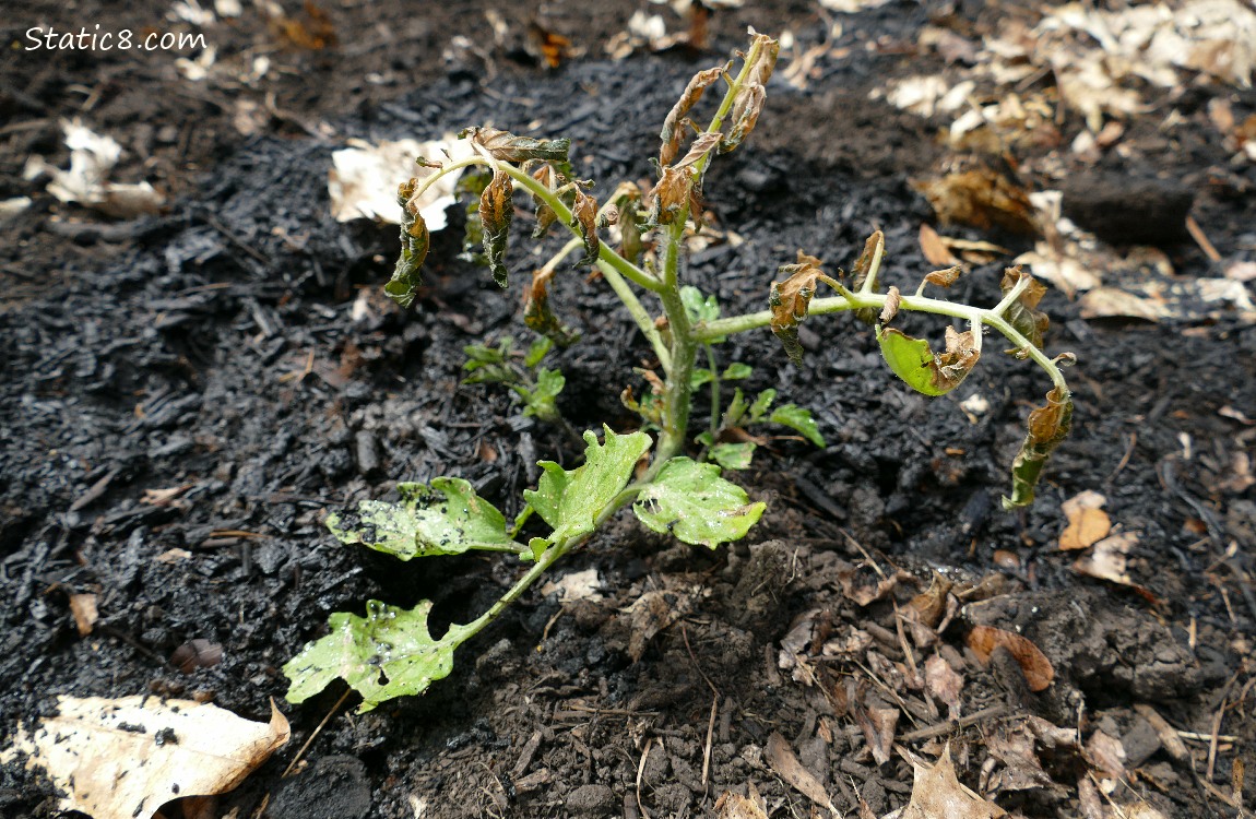 Small Tomato plant with killed top branches