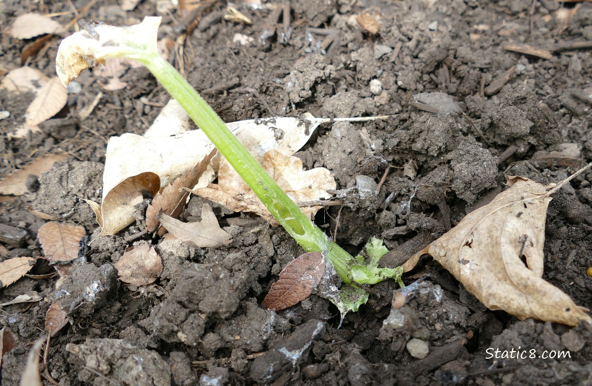 Dead Zucchini