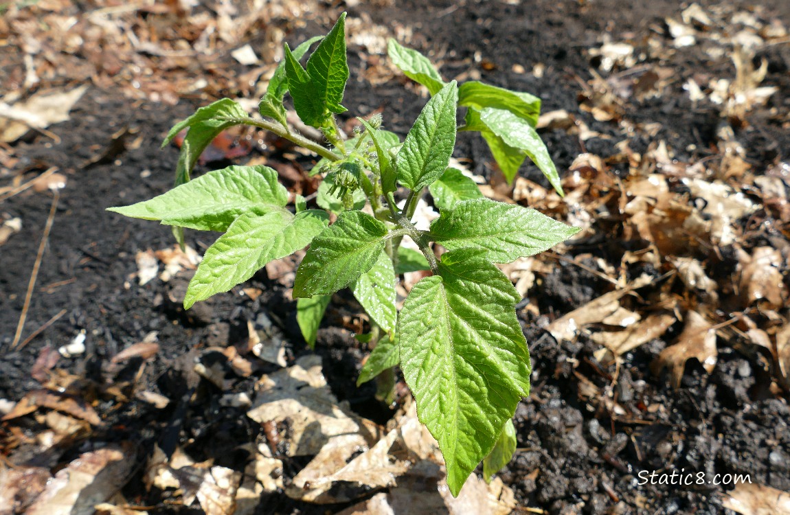 Small tomato plant growing in the ground