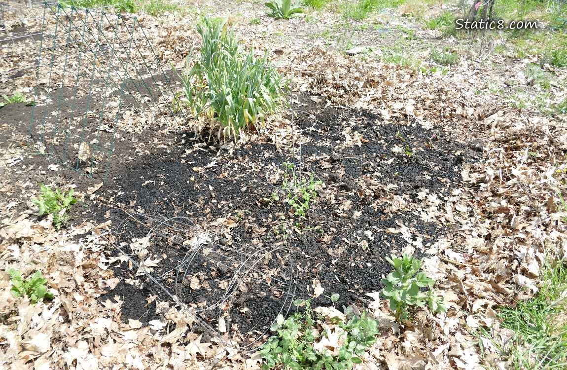 Garden Plot