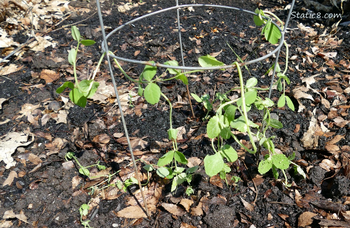 Small pea plants draped on a tomato cage
