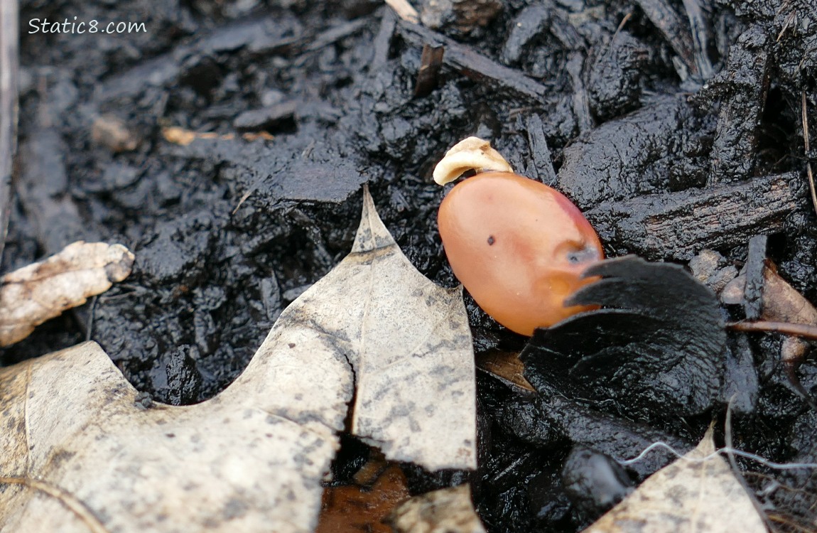 Germinating Fava bean in the dirt