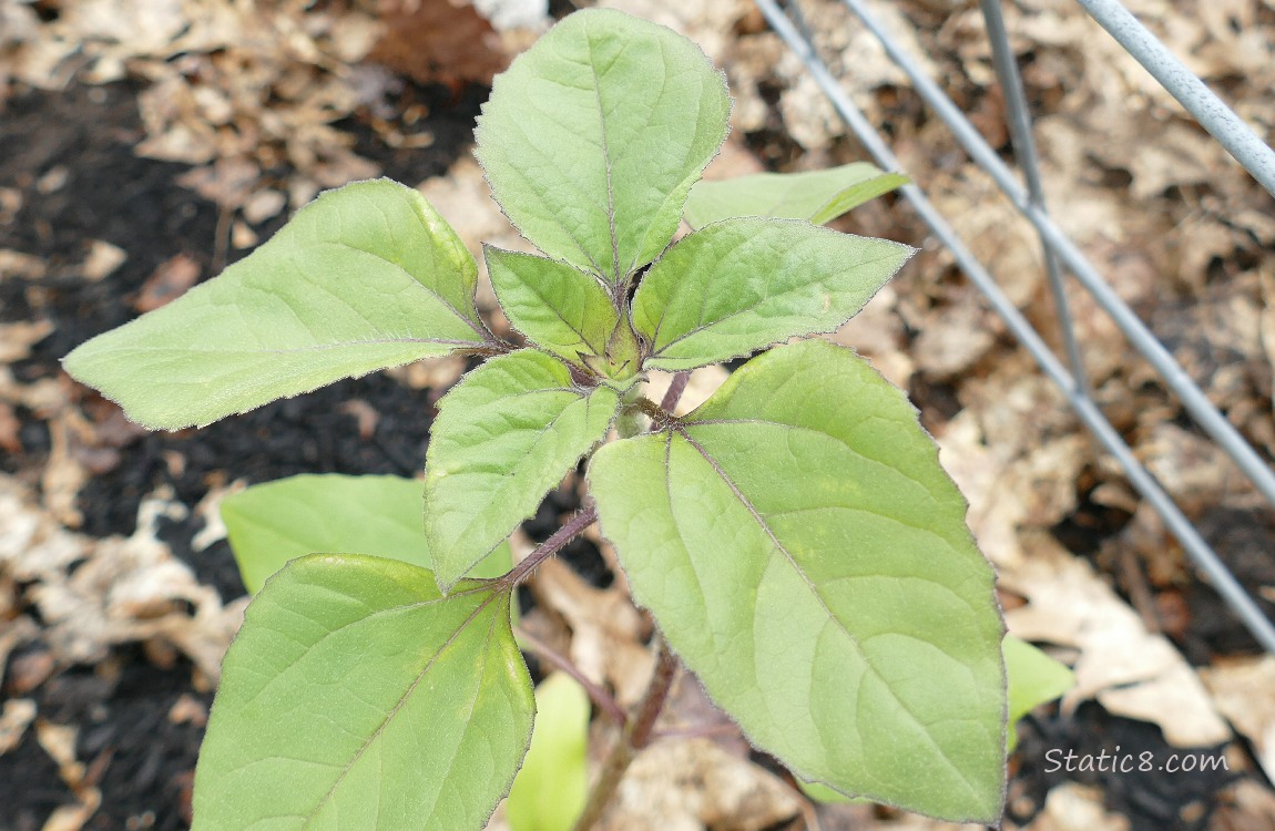 Small sunflower plant