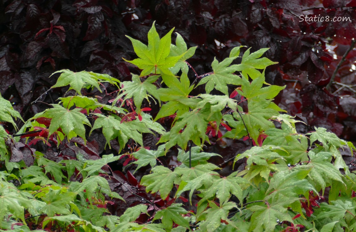 Maple leaves