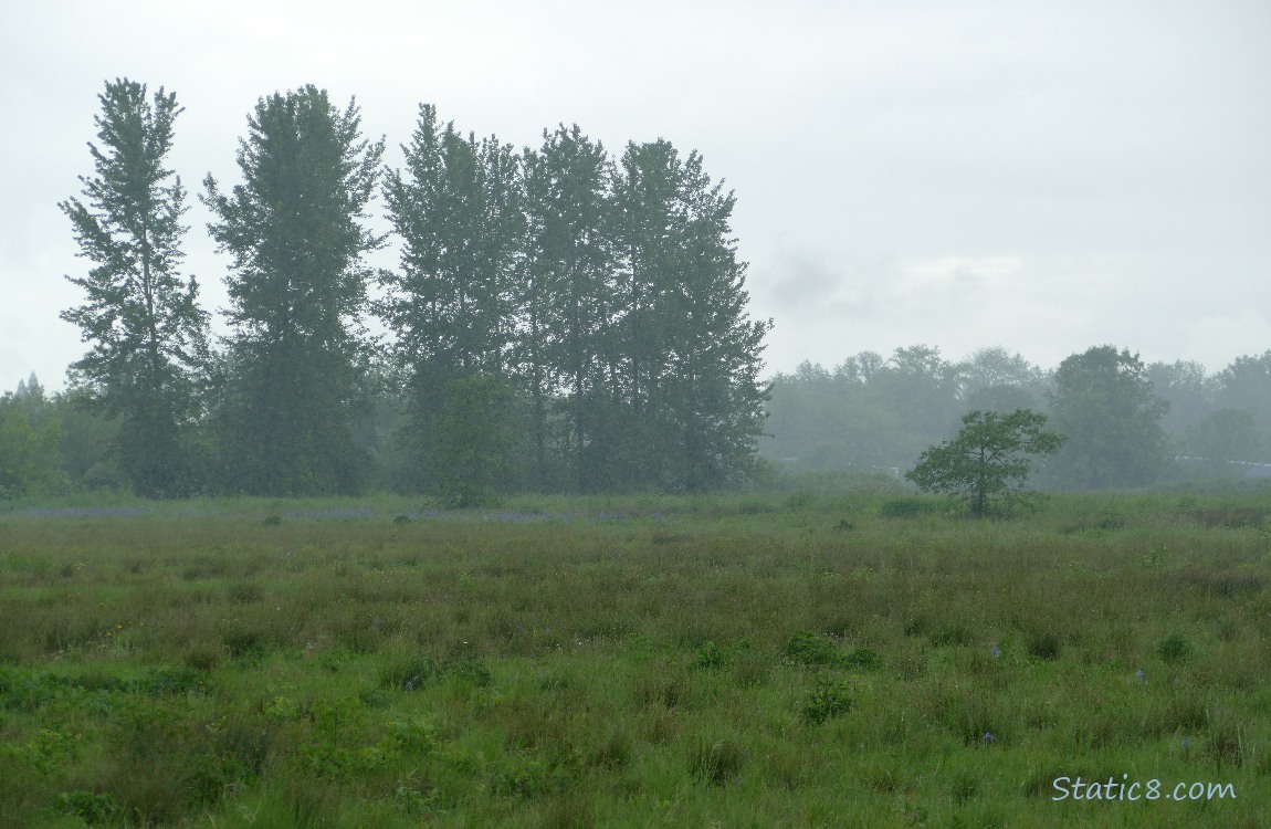 Grass land with trees in the distance