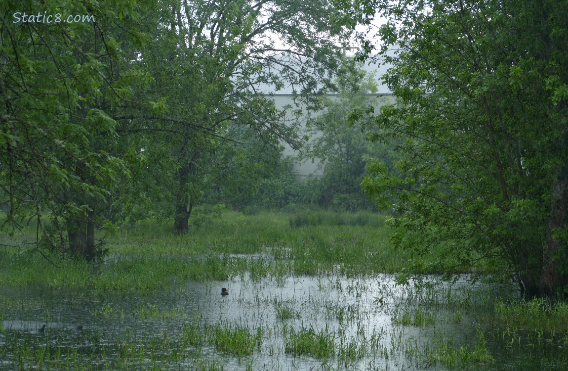 grass growing up thru a shallow pond