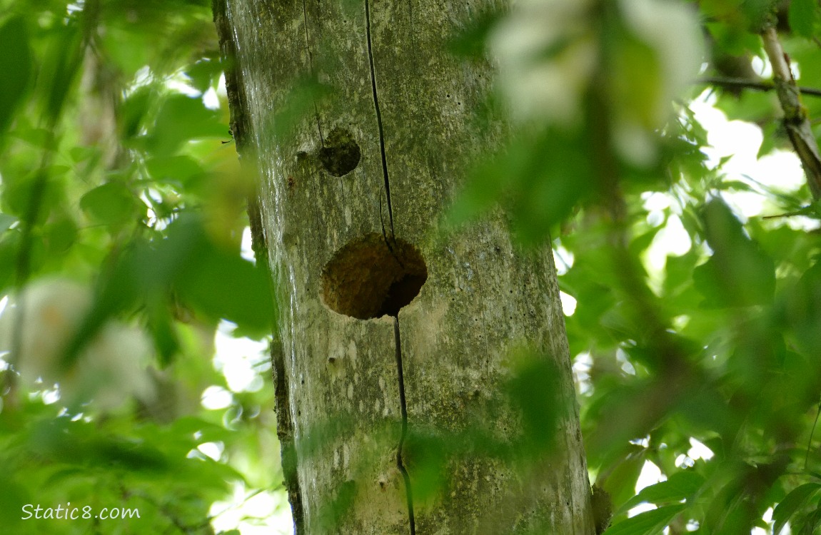Woodpecker hole in a dead tree trunk
