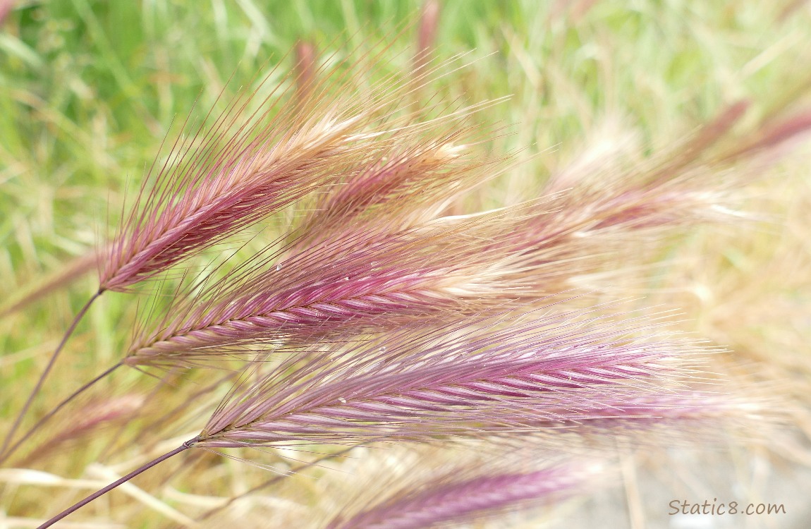 Grass