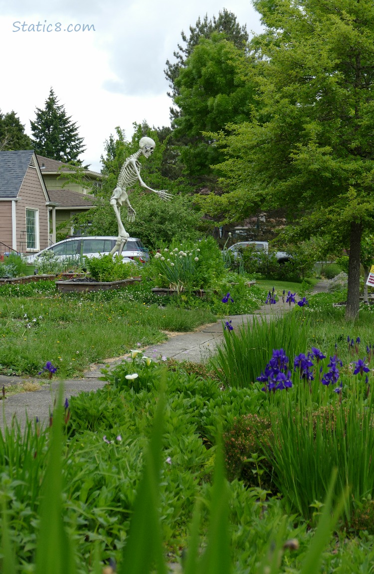 Large human skeleton in a front yard, reaching out its hand