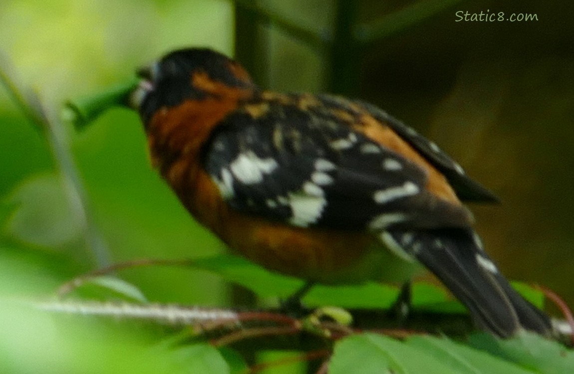 Black Head Grosbeak with a rolled up leaf in his beak