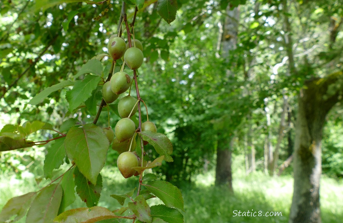 Green Cherries ripening on the tree