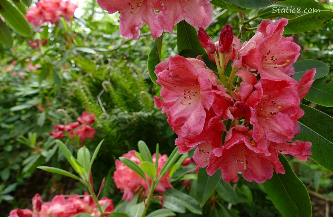 Dark pink Rhododendron blooms
