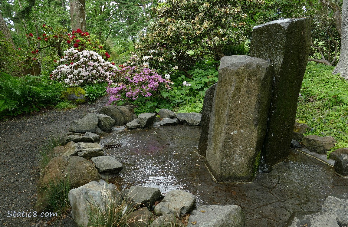 water feature with a path around it and blooming Rhododendrons in the background