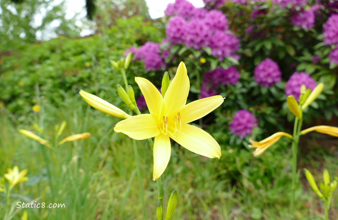 Yellow Day Lily bloom in front of purple Rhododendron blooms