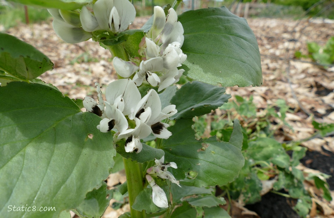 Fava blooms along the stem of the plant