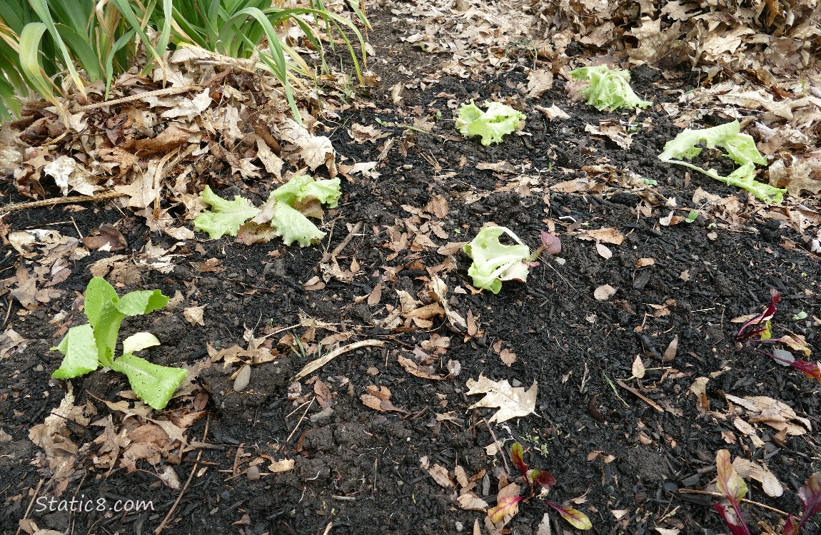 Small Lettuces