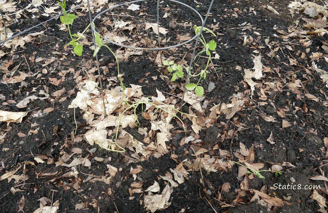 Pathetic Snap Peas