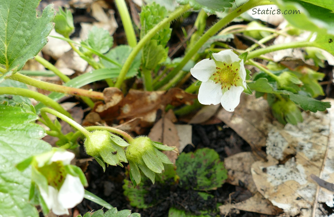 Strawberry plant with small fruits coming on