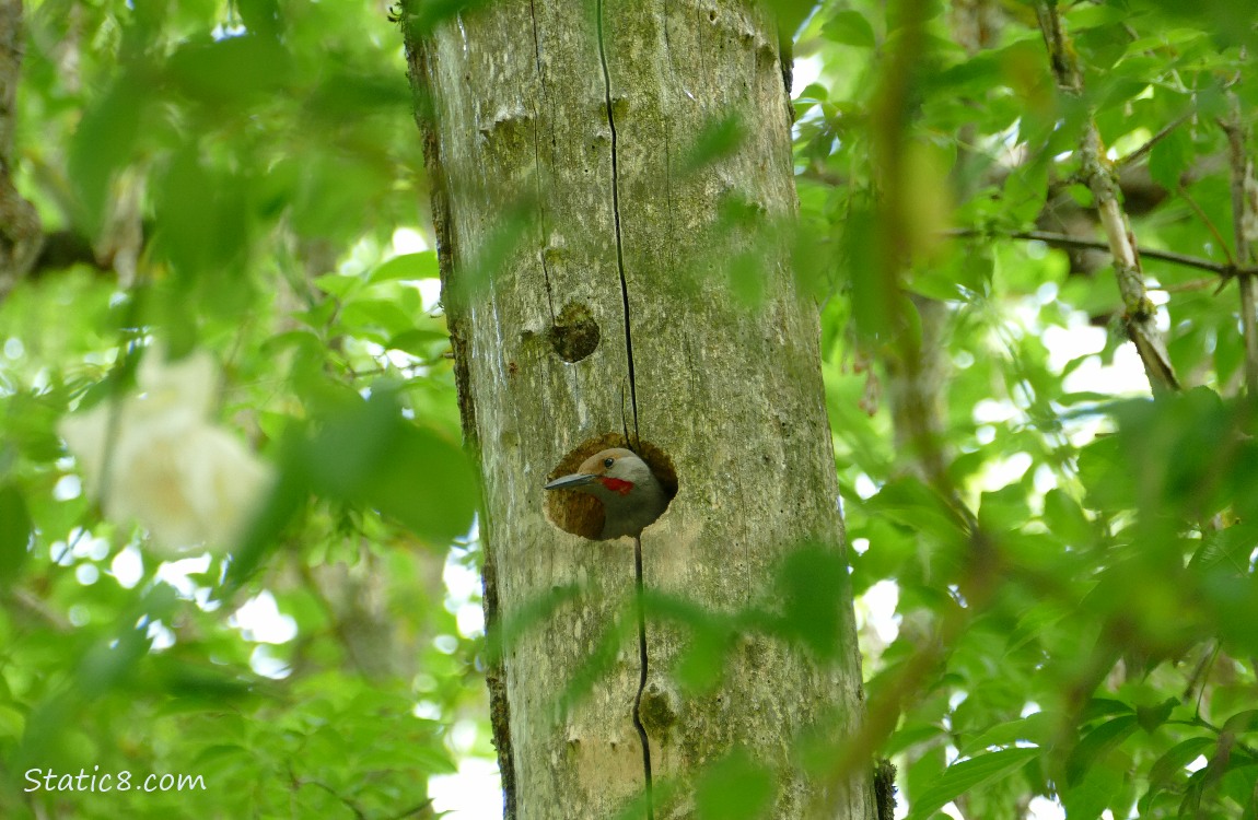 Flicker looking out from the woodpecker hole