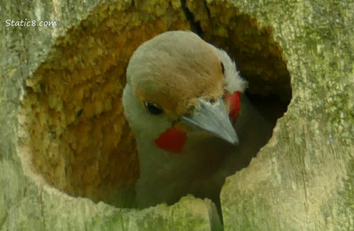 Male Flicker looking out from the woodpecker hole