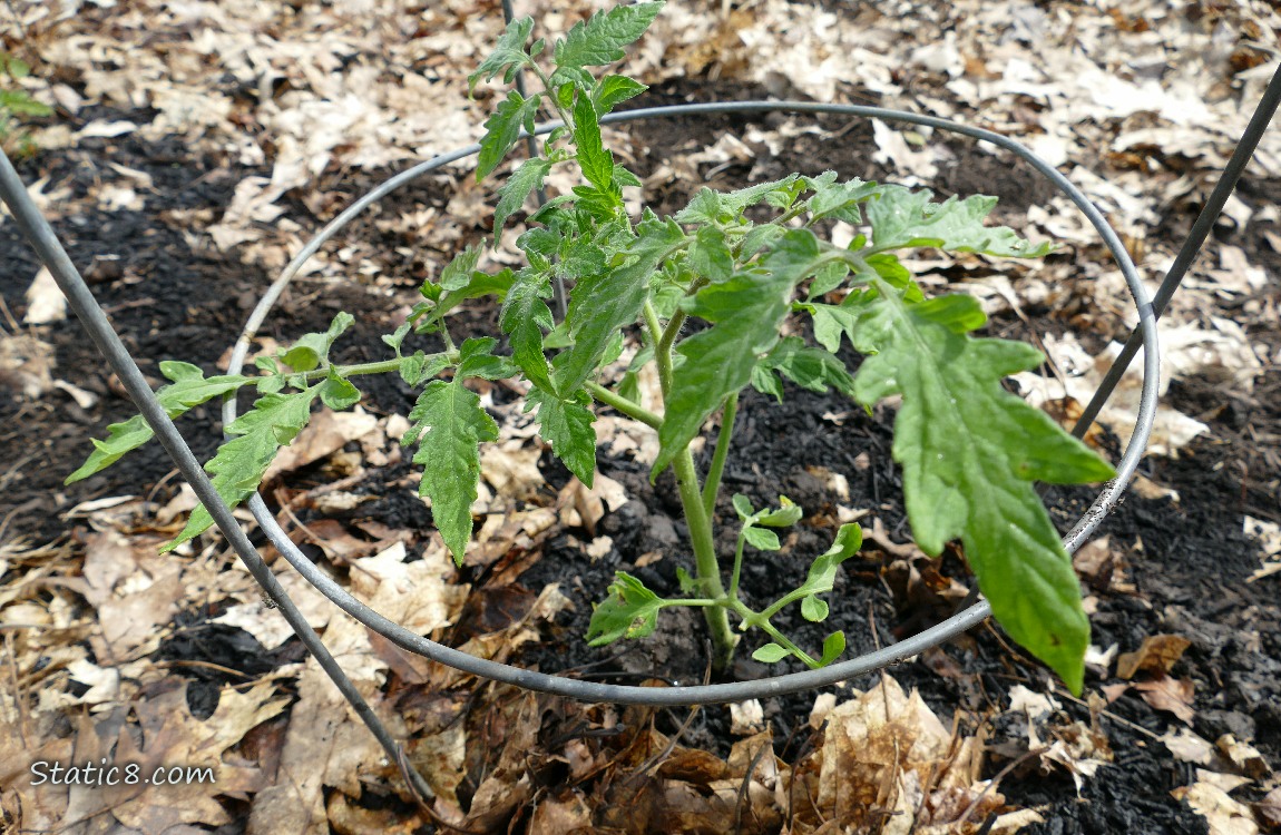 Small tomato plant in the ground
