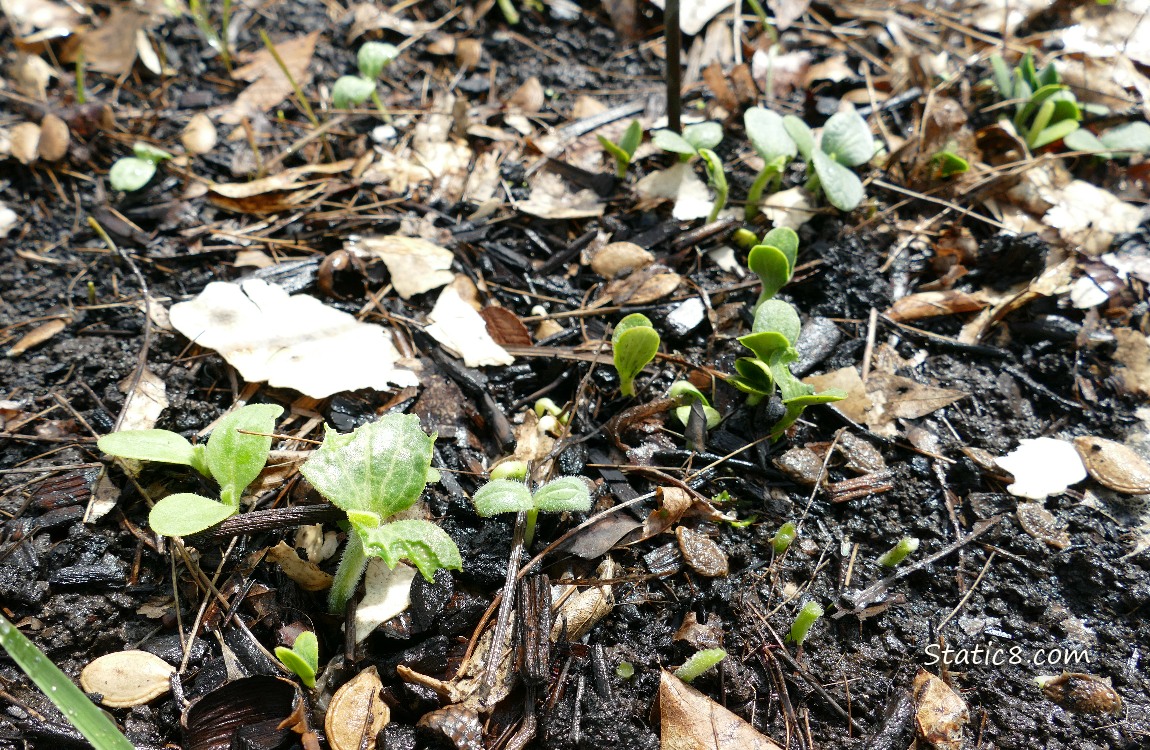 Small squash plants growing
