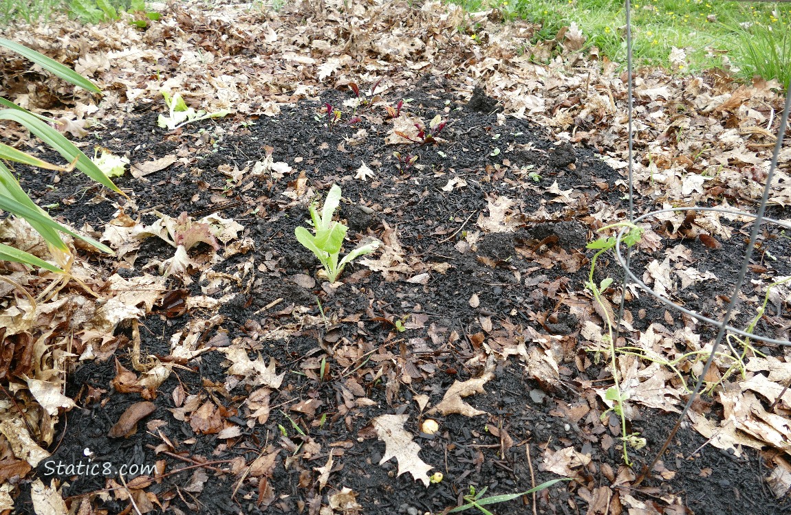 Garden plot